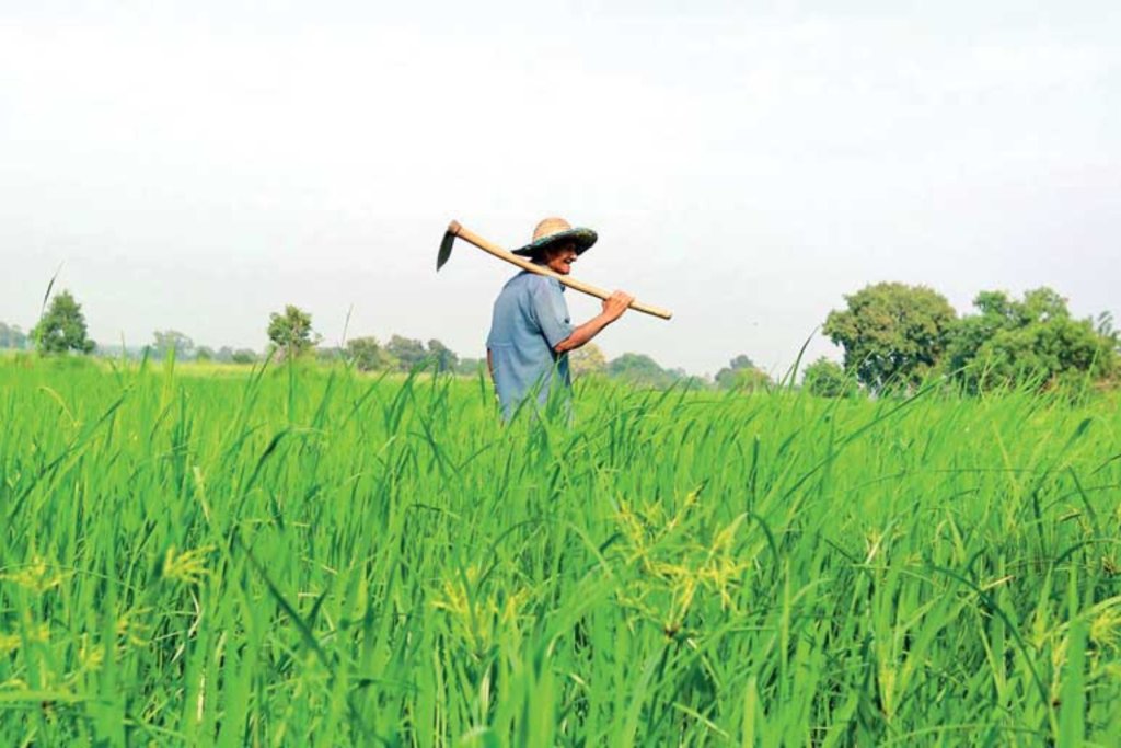 Sri Lanka Agriculture