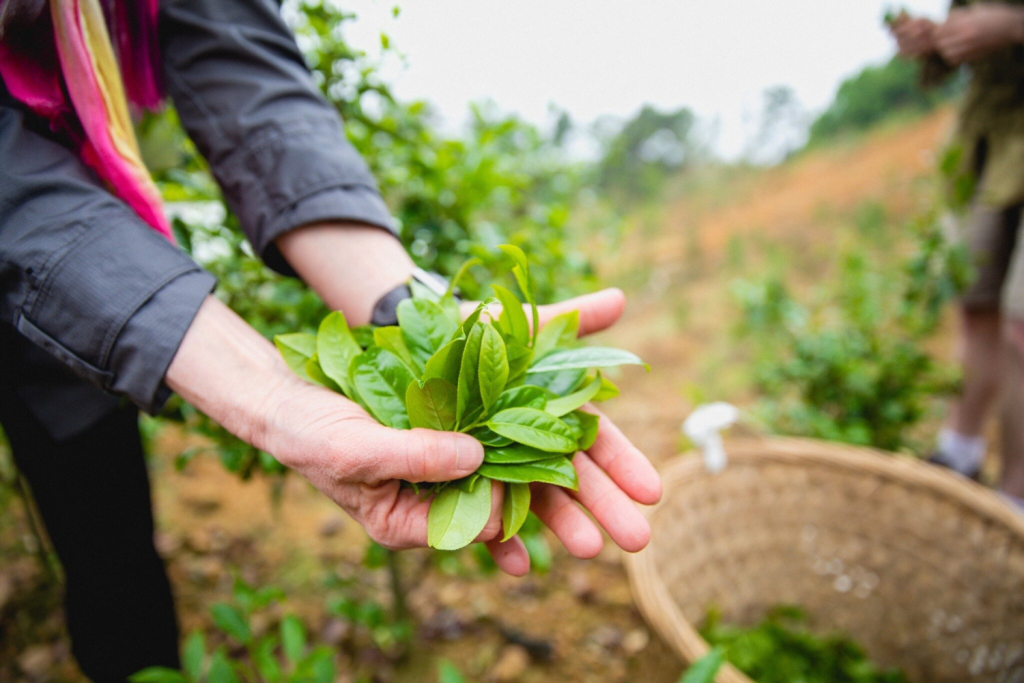 Sri Lanka Tea Industry