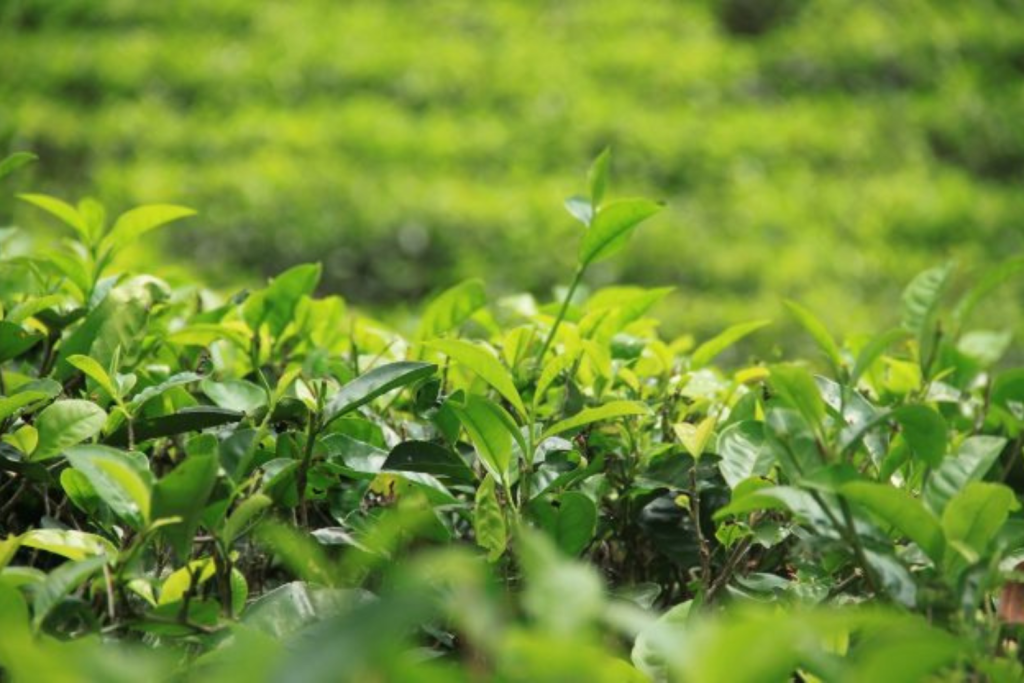 Tea Production