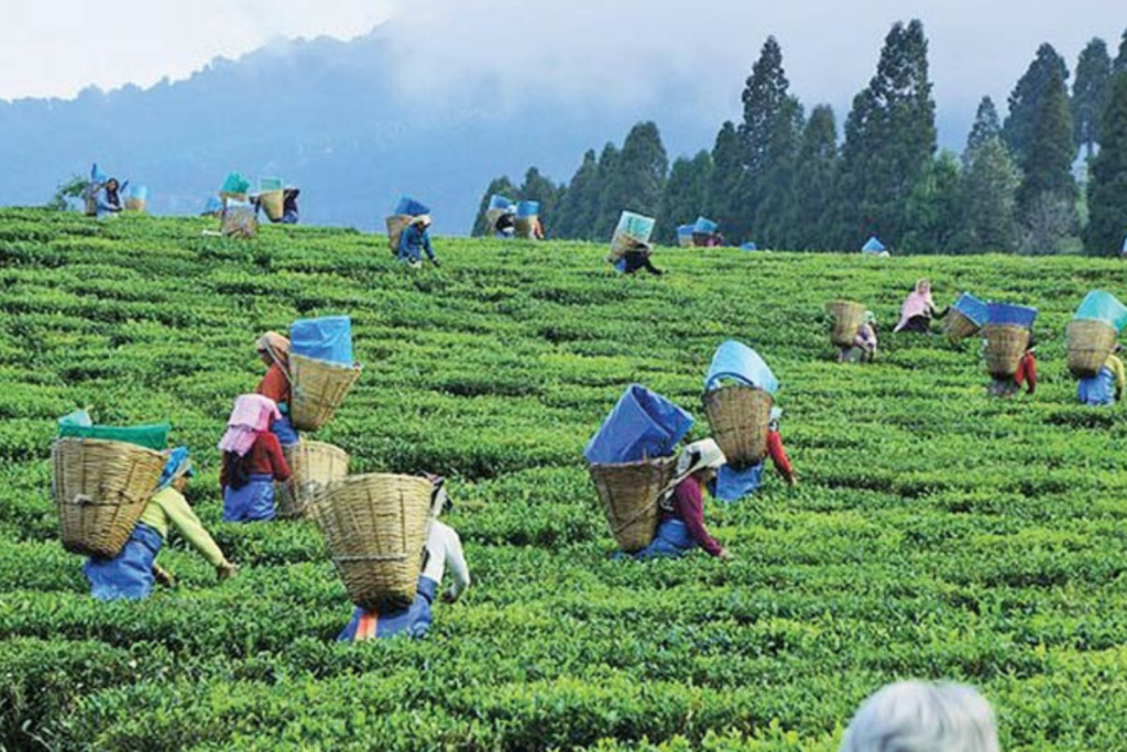 Tea Industry