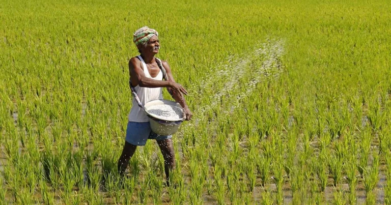 Sri Lanka’s Fertiliser Subsidy: What It Solves, What It Breaks, and How to Fix It