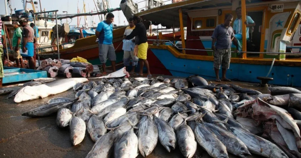Sri Lanka’s Cabinet Approves Targeted Tariff Reforms: A Strategic Boost for Deep-Sea Fishing and Tuna Exports in 2025