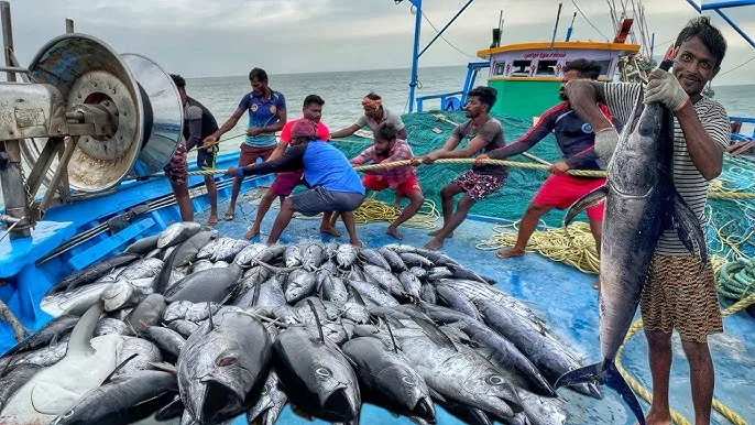 Sri Lanka’s Cabinet Approves Targeted Tariff Reforms: A Strategic Boost for Deep-Sea Fishing and Tuna Exports in 2025