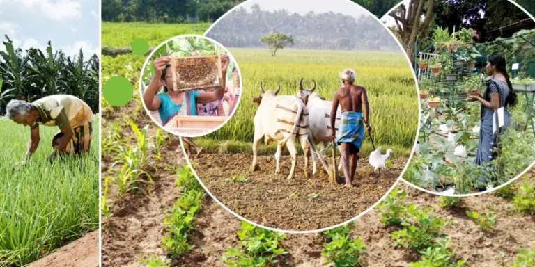 Sri Lanka's Agriculture in 2026: Navigating Export Strengths Amid Climate Challenges and Building Resilience