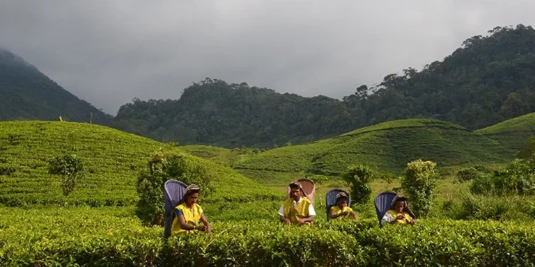 Sri Lanka’s Tea Industry: Achievements, Challenges, and the Path Forward