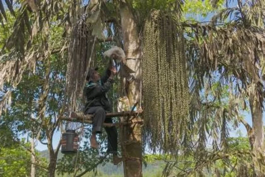 Sri Lanka’s Kithul Tapping Wins UNESCO Recognition: How This Ancient Practice Will Transform Rural Livelihoods