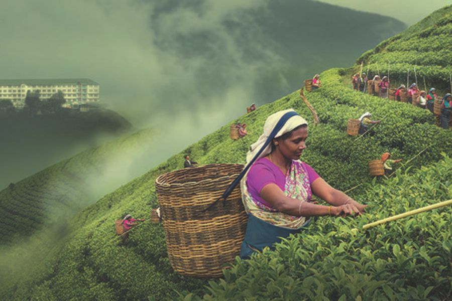 Sri Lanka Tea Industry