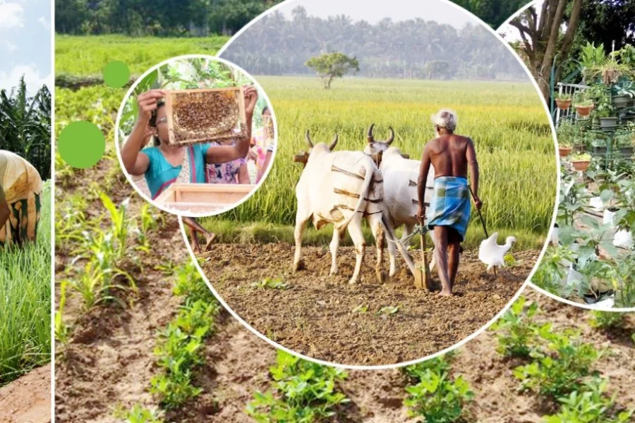 Sri Lanka's Agriculture in 2026: Navigating Export Strengths Amid Climate Challenges and Building Resilience