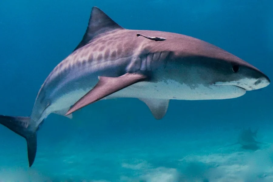 Sharks International 2026: A Historic Milestone for Marine Conservation in Sri Lanka