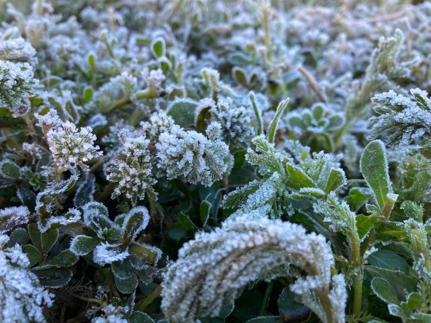 Frost in Nuwara Eliya: Sri Lanka's Recent Cold Snap and What It Means for Our Climate