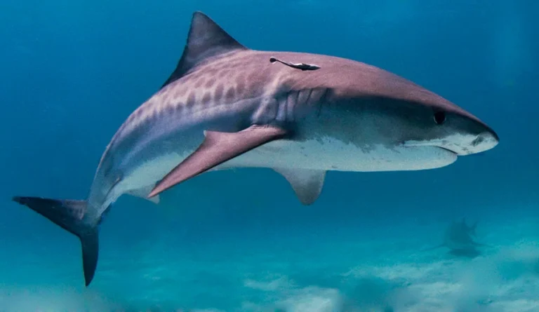 Sharks International 2026: A Historic Milestone for Marine Conservation in Sri Lanka