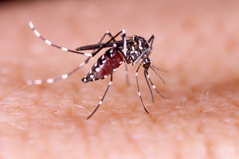 Sri Lanka Dengue Surge 2026: Current Cases, Risks & Prevention Tips