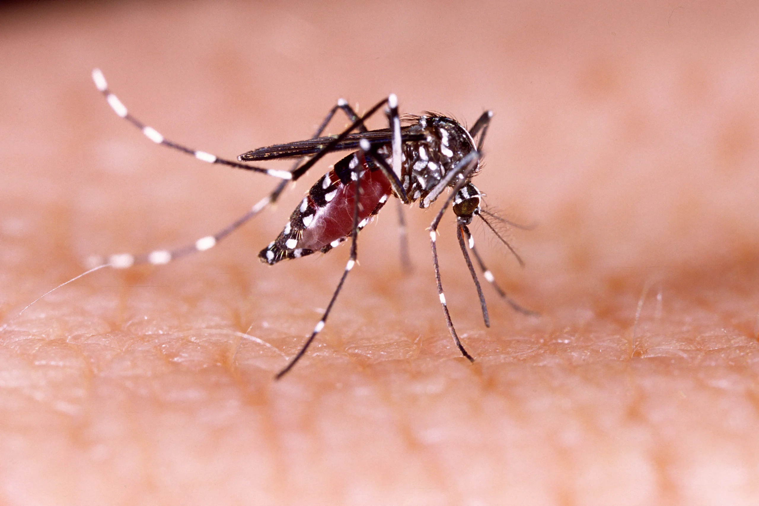 Sri Lanka Dengue Surge 2026: Current Cases, Risks & Prevention Tips