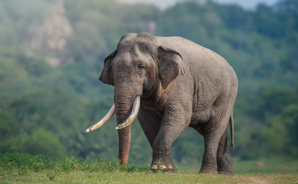 Bamboo Bio-Fence Sri Lanka: Can It Reduce Human–Elephant Conflict?