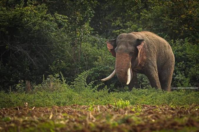 Human Elephant Conflict in Sri Lanka: Why Wildlife Protection Cannot Wait