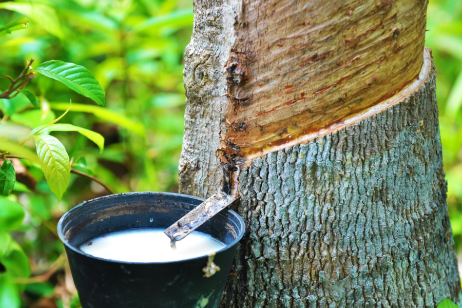 Rubber Exports