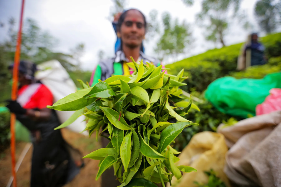 Tea Production
