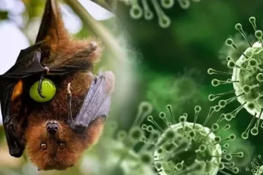 Nipah Virus Outbreak in India: Staying Vigilant for Public Safety in Sri Lanka