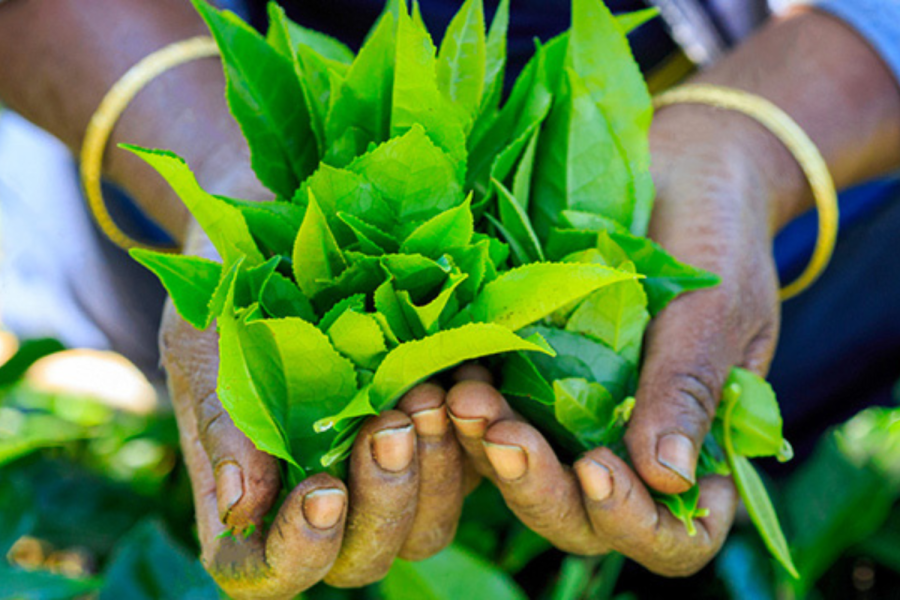 Tea Exports