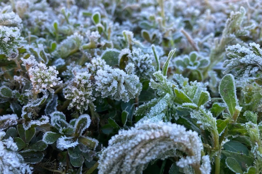 Frost in Nuwara Eliya: Sri Lanka's Recent Cold Snap and What It Means for Our Climate