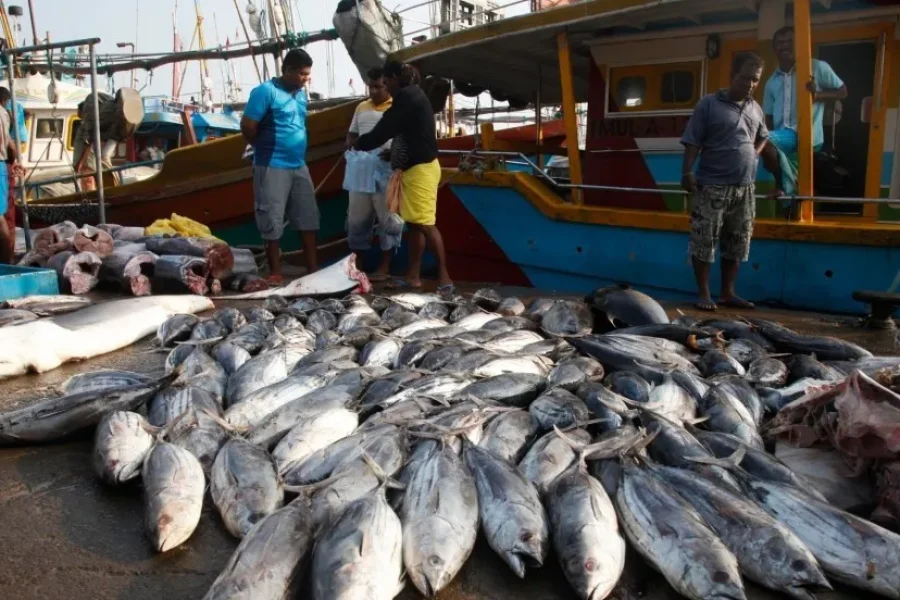 ILO C188 Sri Lanka Fisheries: Protecting Fishers and Export Value