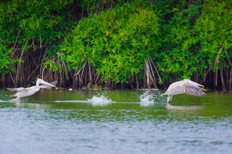 Wetlands and Flooding in Sri Lanka’s Western Province: A Call for Awareness and Action