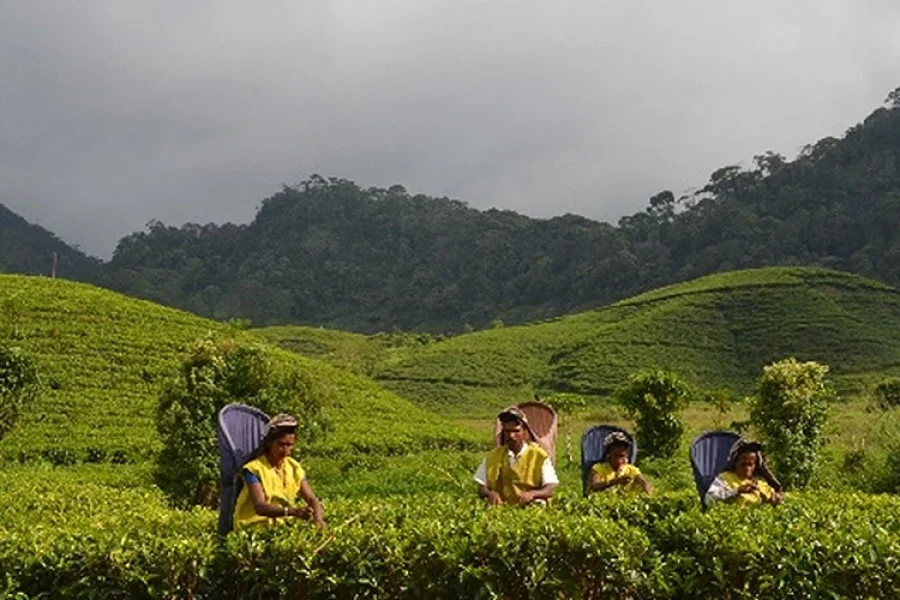 Sri Lanka’s Tea Industry: Achievements, Challenges, and the Path Forward